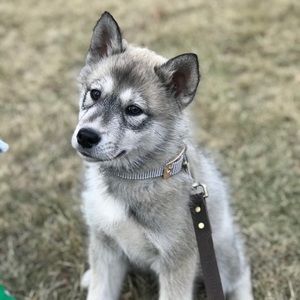 Meet your Posher, Hugy